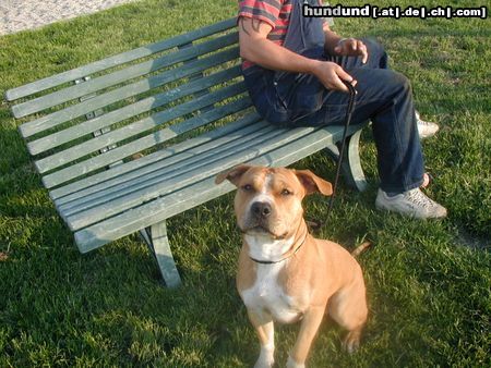 American Staffordshire Terrier Brutus