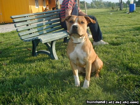 American Staffordshire Terrier Hunde Foto 12728 American Staffordshire Terrier Brutus