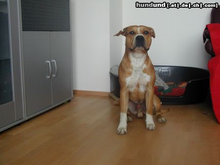 American Staffordshire Terrier Brutus