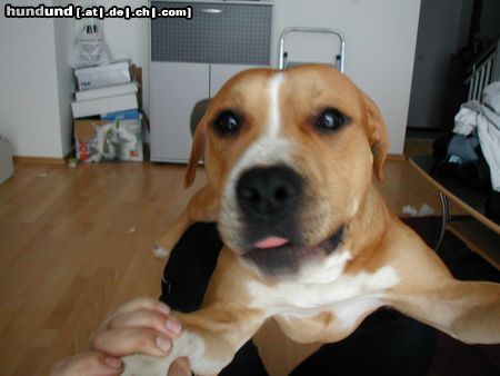 American Staffordshire Terrier Hunde Foto 9896 American Staffordshire Terrier was guckste so