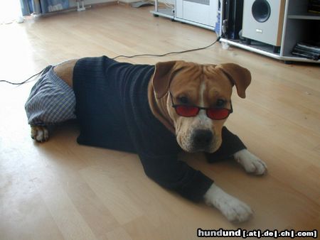 American Staffordshire Terrier Hunde Foto 9895 American Staffordshire Terrier bin ich nicht cool