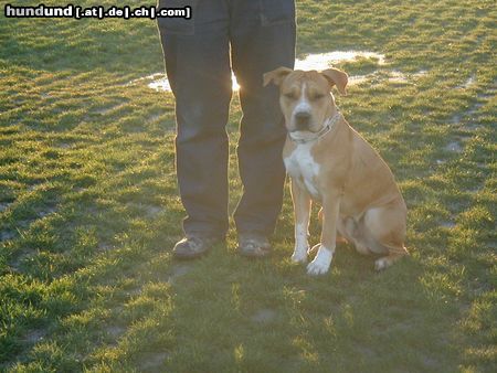 American Staffordshire Terrier Hunde Foto 10594 American Staffordshire Terrier Brutus und Rudi