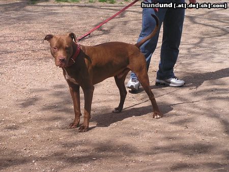 American Staffordshire Terrier Hunde Foto 21141 in höherer Auflösung ansehen American Staffordshire Terrier komm mir ja nicht zu nahe