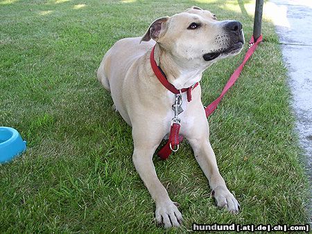 American Staffordshire Terrier Daisy