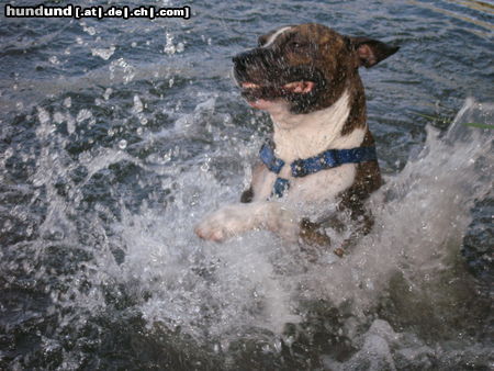 American Staffordshire Terrier Hunde Foto 45661 in höherer Auflösung ansehen American Staffordshire Terrier kampfhund?