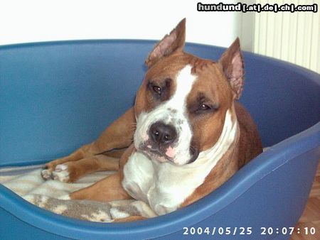 American Staffordshire Terrier Hunde Foto 11578 American Staffordshire Terrier Mexx 26.05.04