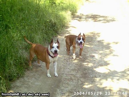 American Staffordshire Terrier Wanda mit ihrem Sohn Mexx