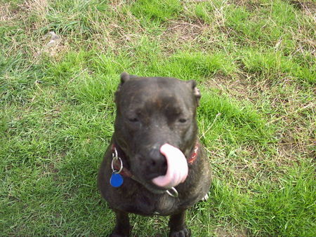 American Staffordshire Terrier Hunde Foto 34621 in höherer Auflösung ansehen American Staffordshire Terrier Noch Eins!!