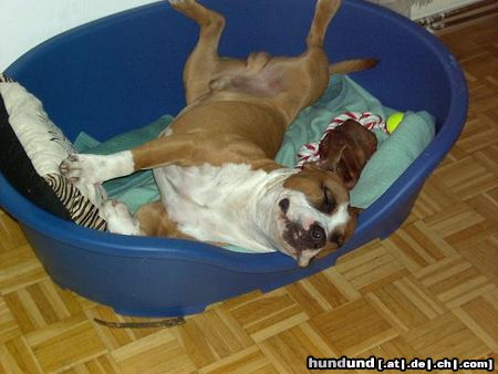 American Staffordshire Terrier sooo müüüüde