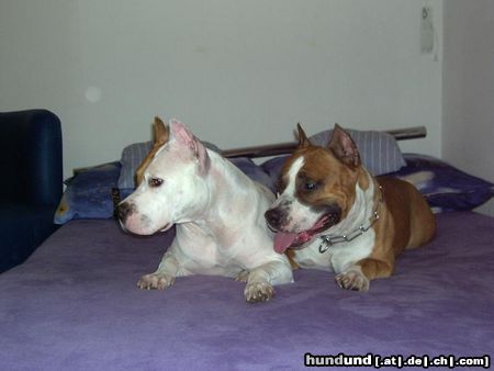 American Staffordshire Terrier Hunde Foto 26288 in höherer Auflösung ansehen American Staffordshire Terrier Mexx und seine Liebe Contesse
