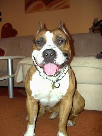 American Staffordshire Terrier Hunde Foto 28039 in höherer Auflösung ansehen American Staffordshire Terrier Mexx