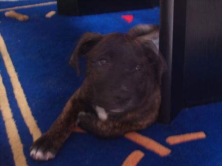 American Staffordshire Terrier Hunde Foto 28771 in höherer Auflösung ansehen American Staffordshire Terrier rocco ganz brav