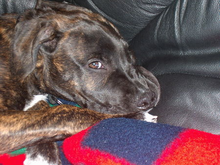 American Staffordshire Terrier Hunde Foto 28770 in höherer Auflösung ansehen American Staffordshire Terrier rocco ganz brav