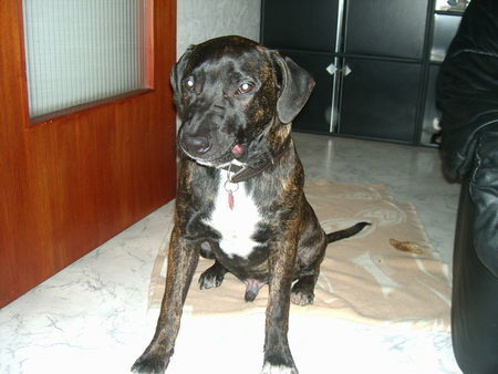 American Staffordshire Terrier Hunde Foto 28769 in höherer Auflösung ansehen American Staffordshire Terrier rocco ganz brav
