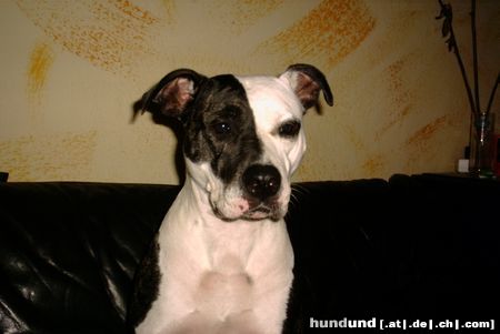 American Staffordshire Terrier Einfach zum  Verlieben