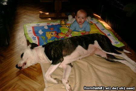 American Staffordshire Terrier Wer ist wohl von uns gefährlicher?