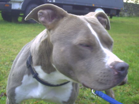 American Staffordshire Terrier Hunde Foto 43602 in höherer Auflösung ansehen American Staffordshire Terrier