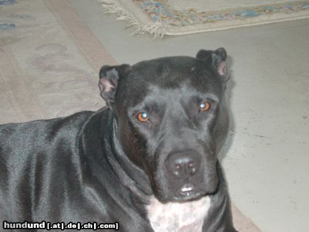 American Staffordshire Terrier Hunde Foto 11180 American Staffordshire Terrier Toja 9 Jahre