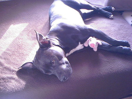 American Staffordshire Terrier Hunde Foto 31333 in höherer Auflösung ansehen American Staffordshire Terrier Diabolo und sein Glücksschweinchen....