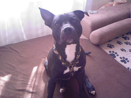 American Staffordshire Terrier Hunde Foto 31334 in höherer Auflösung ansehen American Staffordshire Terrier Diabolo und sein Glücksschweinchen....