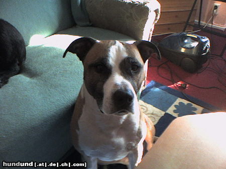 American Staffordshire Terrier Hunde Foto 25058 in höherer Auflösung ansehen American Staffordshire Terrier mein Baby