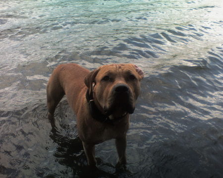 American Staffordshire Terrier Hunde Foto 30266 in höherer Auflösung ansehen American Staffordshire Terrier wasserratte