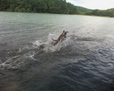 American Staffordshire Terrier Hunde Foto 30268 in höherer Auflösung ansehen American Staffordshire Terrier wasserratte