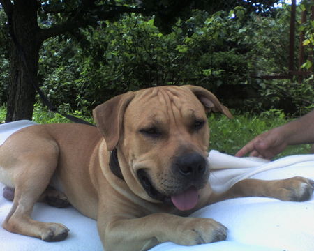 American Staffordshire Terrier Hunde Foto 30269 in höherer Auflösung ansehen American Staffordshire Terrier wasserratte