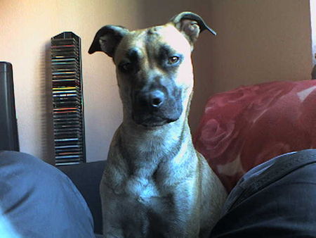 American Staffordshire Terrier Hunde Foto 31478 in höherer Auflösung ansehen American Staffordshire Terrier mein ffffeeeeeeeetty