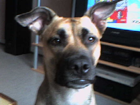 American Staffordshire Terrier Hunde Foto 31241 in höherer Auflösung ansehen American Staffordshire Terrier Mein ein und alles