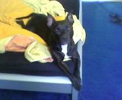 American Staffordshire Terrier Hunde Foto 31449 in höherer Auflösung ansehen American Staffordshire Terrier Unsere kleine Fledermaus....