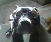 American Staffordshire Terrier Hunde Foto 27025 in höherer Auflösung ansehen American Staffordshire Terrier Na bin ich cool oder was...!?