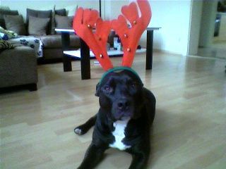 American Staffordshire Terrier Hunde Foto 27094 in höherer Auflösung ansehen American Staffordshire Terrier Hohoho.....Frohe Weihnachten euch allen...!