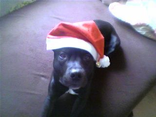 American Staffordshire Terrier Hunde Foto 27402 in höherer Auflösung ansehen American Staffordshire Terrier Frohe Weihnachten...........