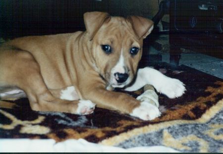 American Staffordshire Terrier Brenda 10 Wochen
