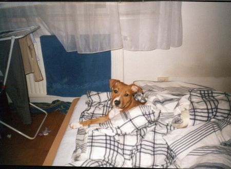 American Staffordshire Terrier Brenda 4 Monate