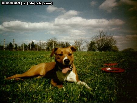 American Staffordshire Terrier Müde!