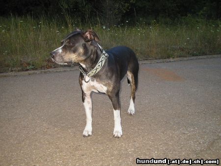 American Staffordshire Terrier xena, geb.1-07-97