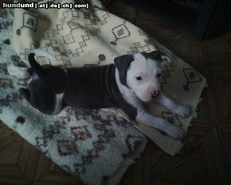 American Staffordshire Terrier Hunde Foto 21979 American Staffordshire Terrier Hexa