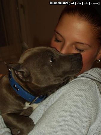 American Staffordshire Terrier