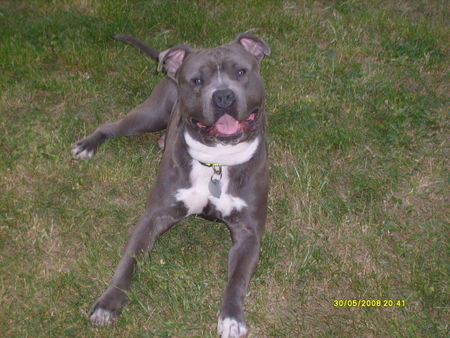 American Staffordshire Terrier Hunde Foto 42161 in höherer Auflösung ansehen American Staffordshire Terrier das ist dj mein ein und alles aber seher dick köpfig