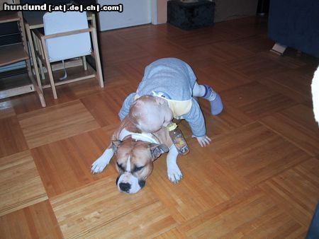 American Staffordshire Terrier Wenn der niccfht Kinderlieb ist dann weiß ich nicht was er sonnst ist! 