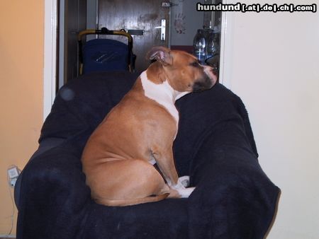 American Staffordshire Terrier Hunde Foto 17460 American Staffordshire Terrier Das ist meine schöne Seite *hihihi*