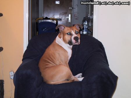 American Staffordshire Terrier Hunde Foto 17461 American Staffordshire Terrier Ich wage doch einen Blick in die Kammera
