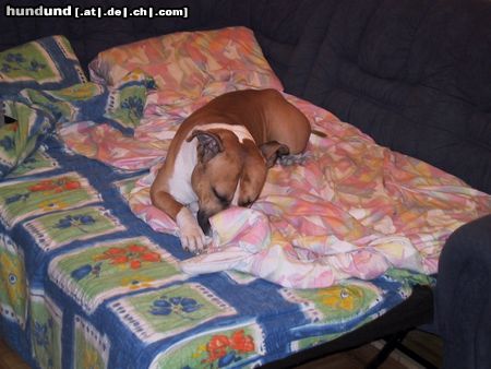 American Staffordshire Terrier Hunde Foto 17459 American Staffordshire Terrier Unter Tags darf ich auch ins Bettchen