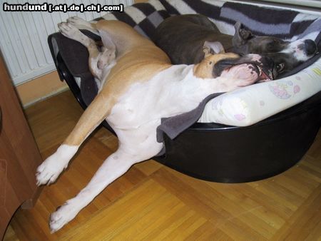 American Staffordshire Terrier Ich schlafe öffters so 