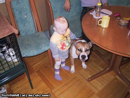 American Staffordshire Terrier Wenn der niccfht Kinderlieb ist dann weiß ich nicht was er sonnst ist! 