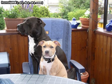American Staffordshire Terrier Bärchen und Jazz 