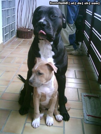 American Staffordshire Terrier Hunde Foto 16433 American Staffordshire Terrier Bbbbääääähhhhhhhh !!!!