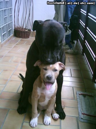 American Staffordshire Terrier Hunde Foto 16432 American Staffordshire Terrier Baaaahhhh Ich will Dir fressen !!!